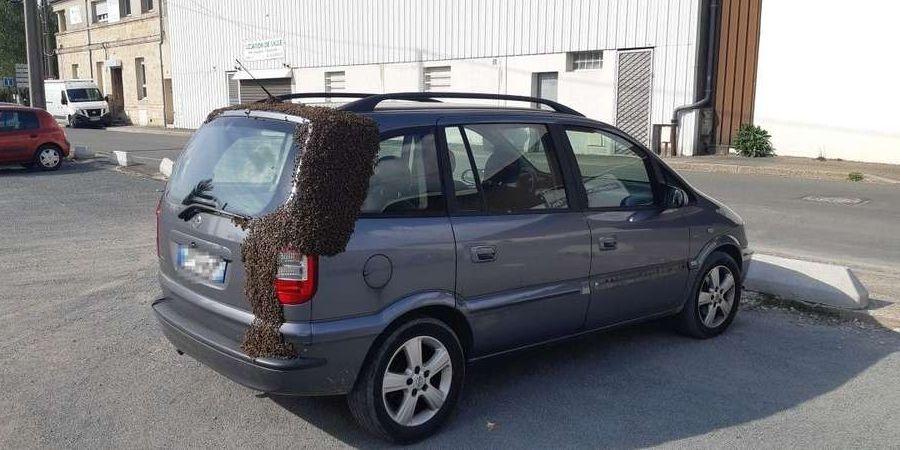 Essaim abeilles se gare sur une voiture