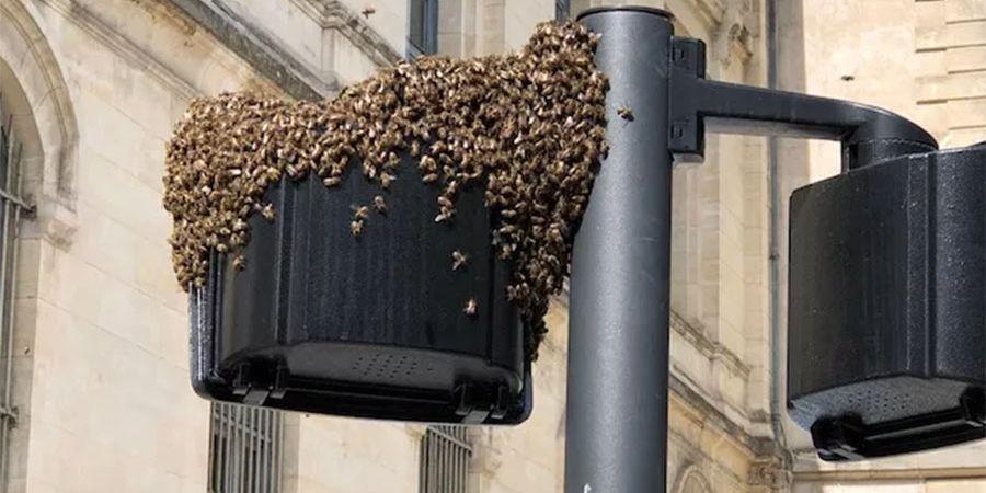 Un lampadaire accueille un essaim et ses abeilles