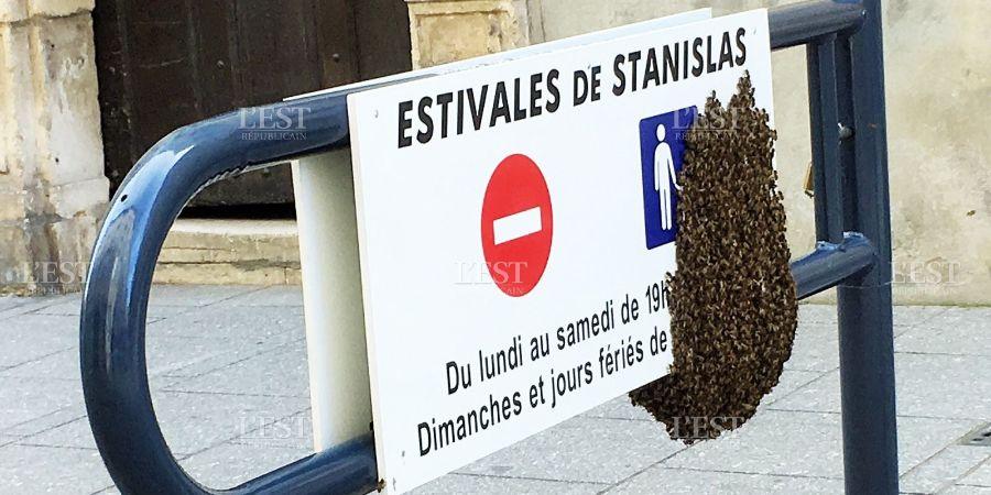 Des abeilles se posent sur une panneau de signalisation ne centre ville