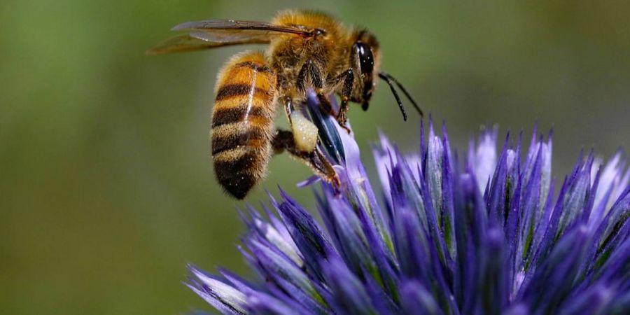 Rapport de l'ANSES sur les pesticides