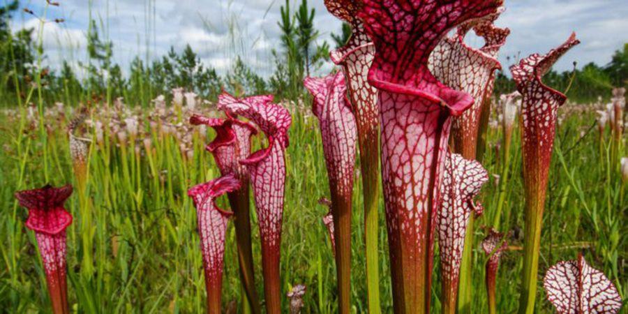 Plante carnivore Sarracenia, tueuse de frelons