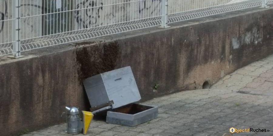 Un essaim en garde à vue