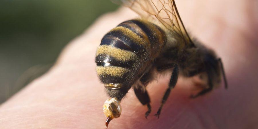 Vaccin piqûre abeille